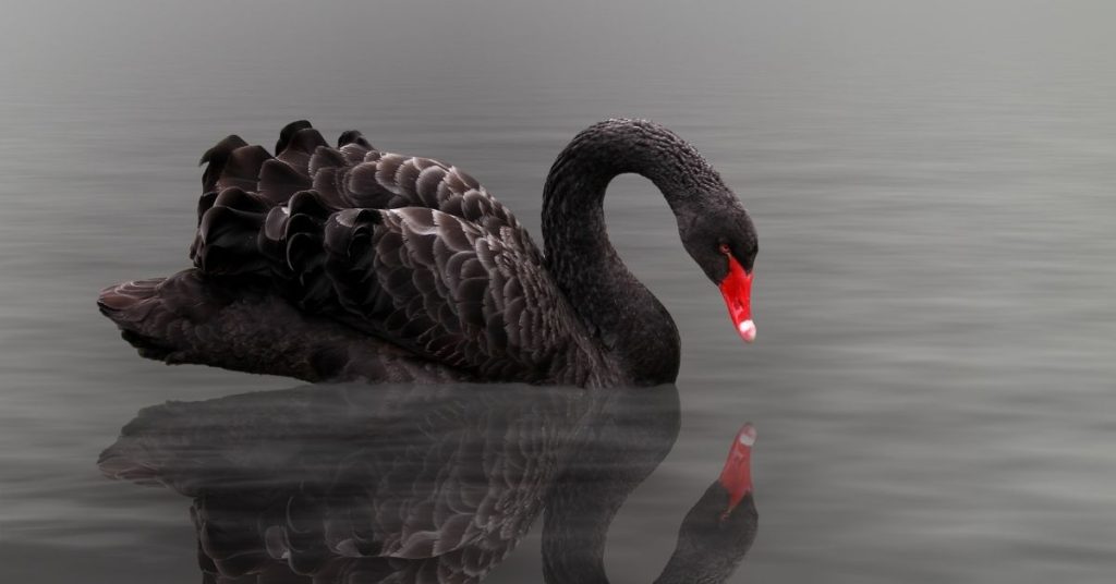 The black swan - ekonomi